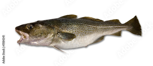 Foto: Cod - Isolated Cod - Isolated