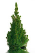 TREE ISOLATED