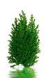 TREE ISOLATED