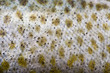 Cod Skin Macro