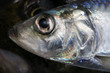 Herring Head