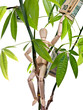 Money Tree
