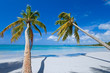 palm trees on a paradise beach (caribe)
