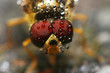 episyrphus balteatus