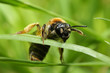 Apis melifera