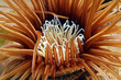 Anemone Anemone