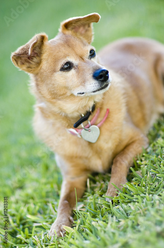 Photo: small old dog small old dog