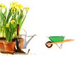 Pots of daffodils with rubber boots on white