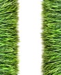Over view of grass on white background