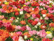 Keukenhof