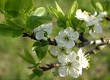 Foto: Frühling Frühling