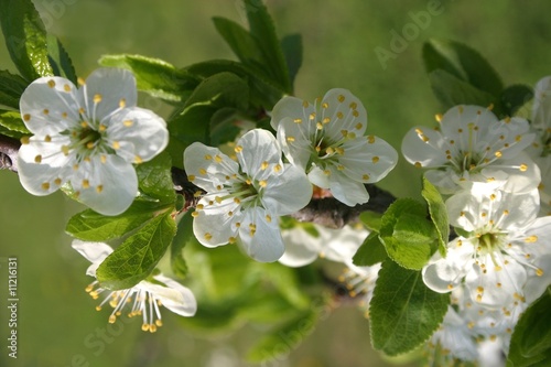 Foto: Frühling Frühling
