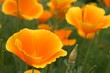 Goldmohn