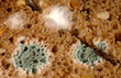 verschimmeltes brot