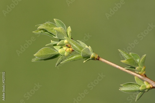 Foto: Apfelknospe Apfelknospe