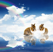 Rabbits Paradise
