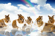 Rabbits Paradise