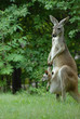 Kangaroo And Company