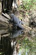 alligator