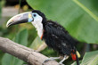 Foto: Tucan Tucan