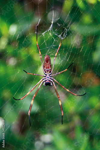 Foto: Spinne in der Lagune Spinne in der Lagune