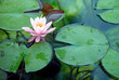 Tropical water lily in garden pond