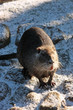 nutria