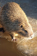nutria
