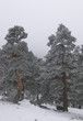 Tormenta de nieve 1
