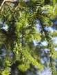 coniferas 1