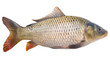 carp close up isolated on white background