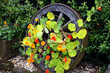 Wagon Wheel Trellis