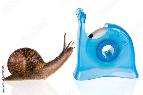 Snail romance
