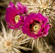 Blossoms on a cholla cactus in Arizona