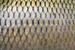 big carp scales close up as a background