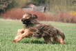 Course du Berger de Brie cendré de profil