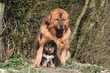 chiot dogue du tibet sous les pattes de sa mere chiot dogue du tibet sous les pattes de sa mere