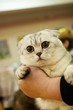 Cat from Shrek, Britain 2
