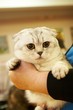Cat from Shrek, Britain