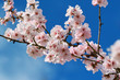 Cherry almond blossom