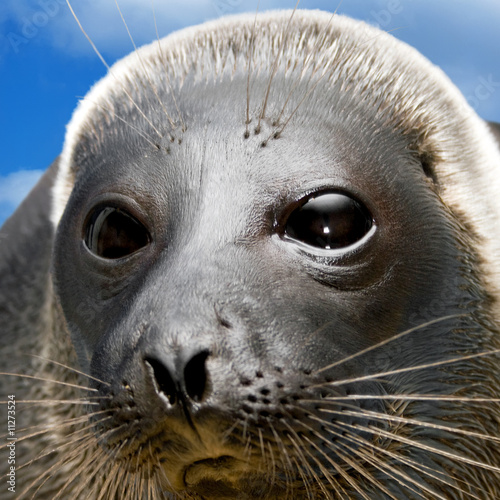 Photo: Amusing seal The square form Amusing seal The square form