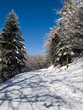 Chemin enneigé en foret
