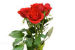 red roses isolated on white. space for text.