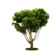 Isolated tree. (Other trees in my portfolio) Isolated tree. (Other trees in my portfolio)