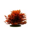 Isolated tree. (Other trees in my portfolio) Isolated tree. (Other trees in my portfolio)