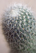 Cactus mammilaria plant