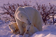 Polar bears in Canadian Arctic