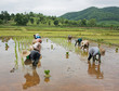 workers in rice paddy workers in rice paddy