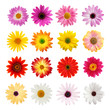Daisy collection isolated on white with clipping path