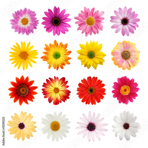 Photo: Daisy collection isolated on white with clipping path Daisy collection isolated on white with clipping path